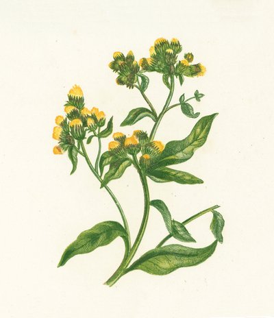 Inula Conyza da English School